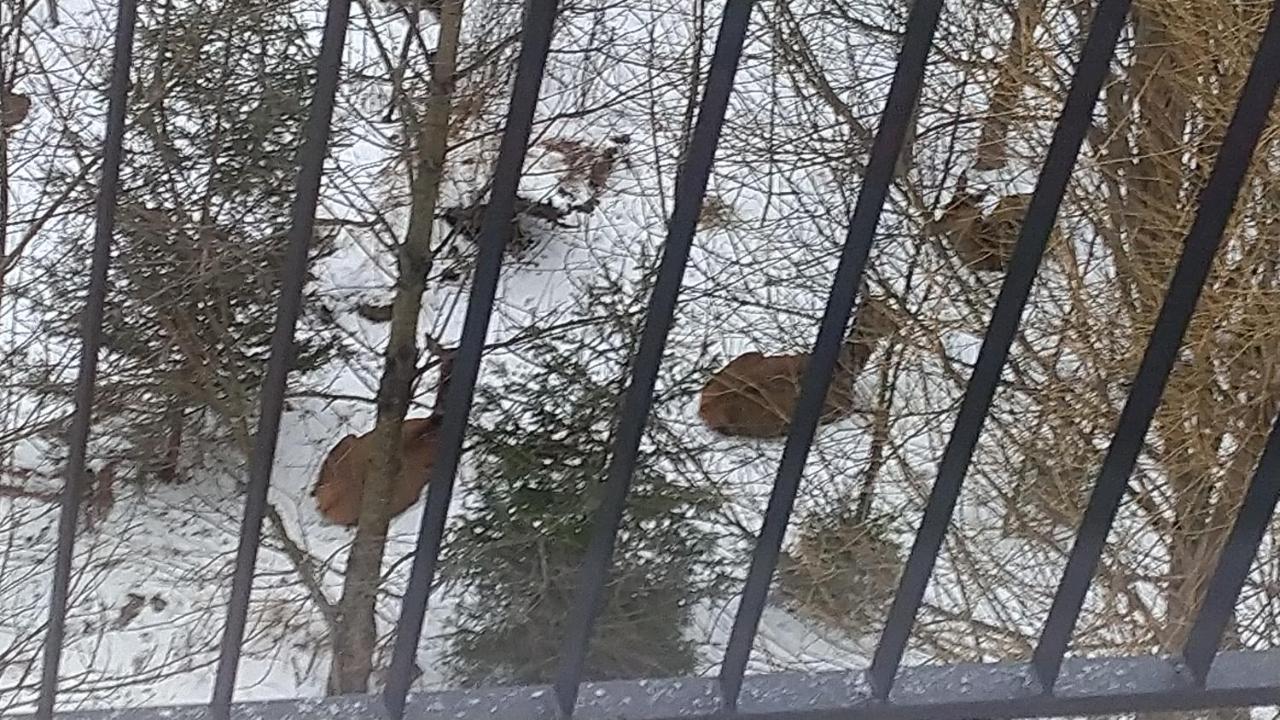 Apartman Ostry Vrsok V Starom Smokovci Daire Vysoké Tatry Dış mekan fotoğraf