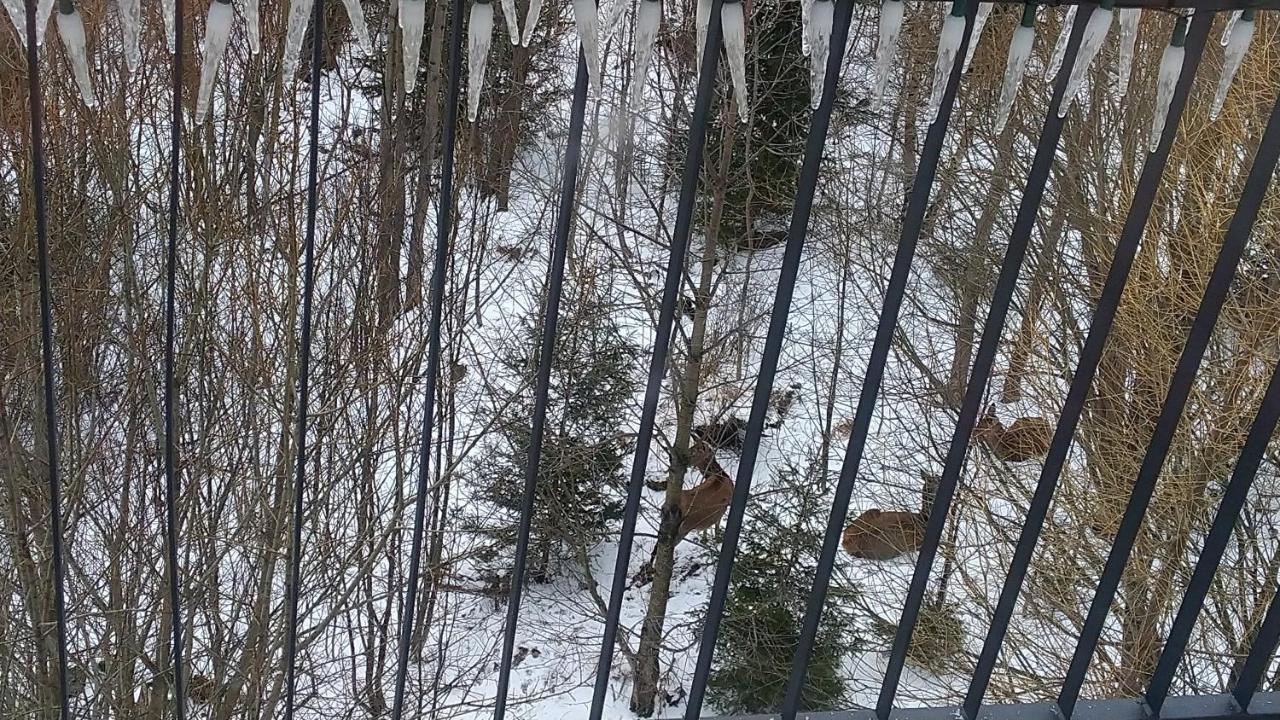 Apartman Ostry Vrsok V Starom Smokovci Daire Vysoké Tatry Dış mekan fotoğraf